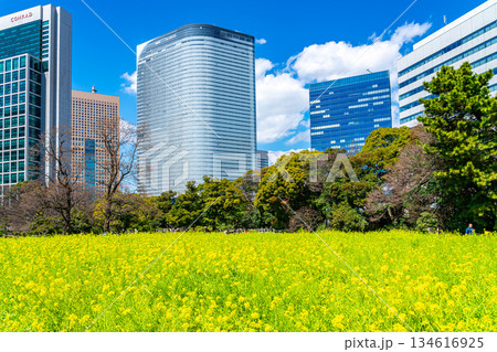 【東京都】高層ビルに囲まれた浜離宮恩賜庭園の菜の花 【東京都】高層ビルに囲まれた浜離宮恩賜庭園の菜の花 134616925
