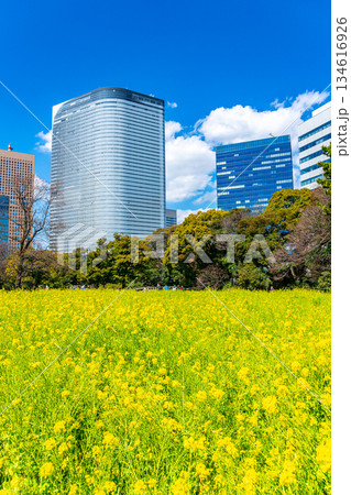【東京都】高層ビルに囲まれた浜離宮恩賜庭園の菜の花 134616926