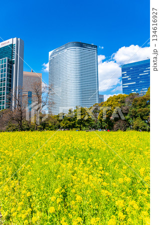 【東京都】高層ビルに囲まれた浜離宮恩賜庭園の菜の花 134616927
