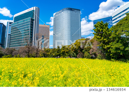 【東京都】高層ビルに囲まれた浜離宮恩賜庭園の菜の花 134616934