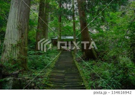 苔むした石段と神社 134616942