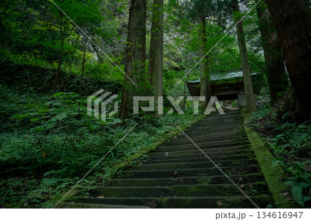 苔むした石段と門 134616947