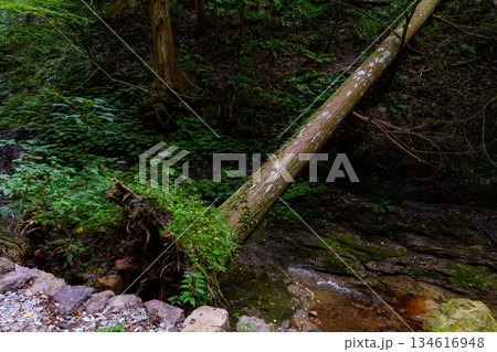 倒木と渓流の森 134616948