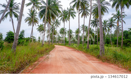 Straight Dirt Road Perspective Between Tall Palm Trees Straight Dirt Road Perspective Between Tall Palm Trees 134617012