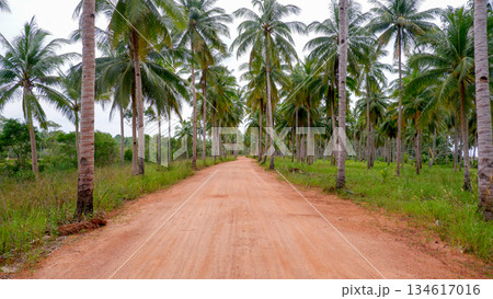 Empty Tropical Dirt Road Through Palm Tree Plantation 134617016