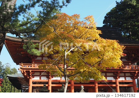 高野山のjavascript:void(0)中門と黄葉 134617192