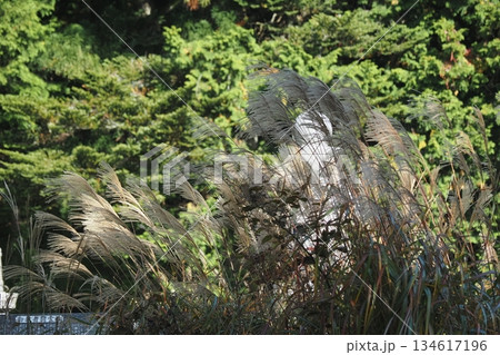 高野山奥の院のススキ 高野山奥の院のススキ 134617196