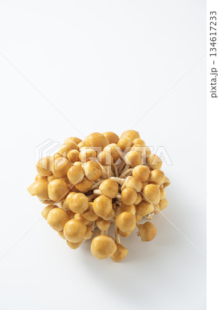 株なめこ 134617233