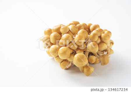 株なめこ 134617234