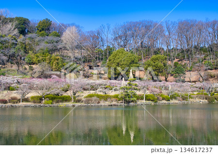 【町田市】梅の花が見頃の薬師池公園 【町田市】梅の花が見頃の薬師池公園 134617237