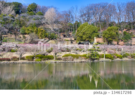 【町田市】梅の花が見頃の薬師池公園 134617298