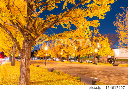 《東京都》東京駅行幸通り・黄葉の色づく夜景 134617497