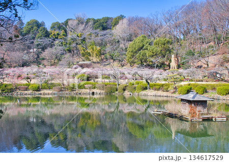 【町田市】梅の花が見頃の薬師池公園 【町田市】梅の花が見頃の薬師池公園 134617529