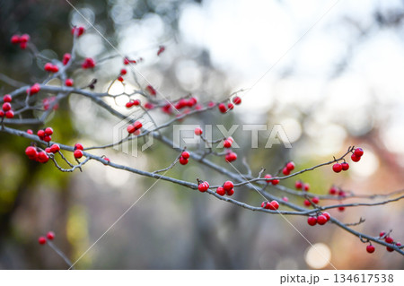 ウメモドキ　Japanese winterberry 134617538