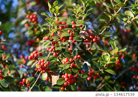 アマミヒイラギモチ　Okinawan holly 134617539