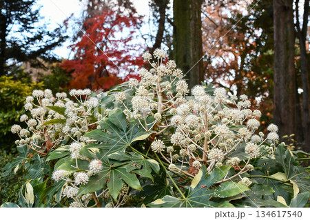 ヤツデ Japanese aralia ヤツデ Japanese aralia 134617540