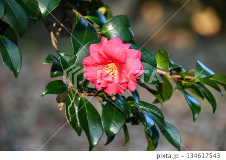 サザンカ　Sasanqua camellia 134617543