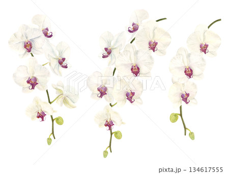 水彩で描いた胡蝶蘭のイラスト 134617555