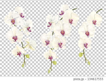 水彩で描いた胡蝶蘭のイラスト 134617555
