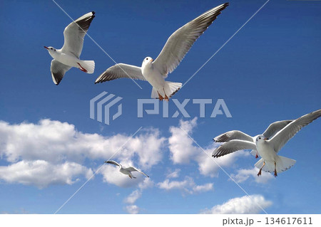 カモメ鳥 カモメ鳥 134617611