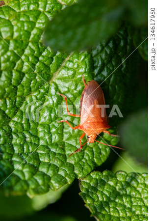 緑色の葉にとまりじっとしている赤いカメムシ 134617980