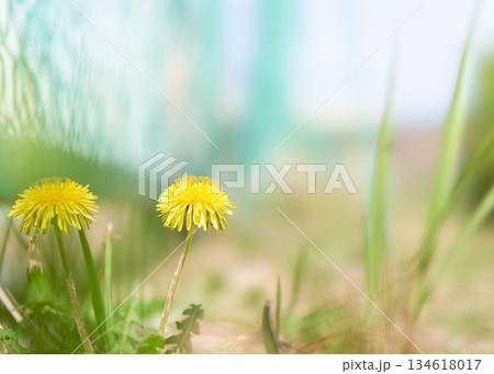 フェンス際に咲く力強いタンポポの花 134618017