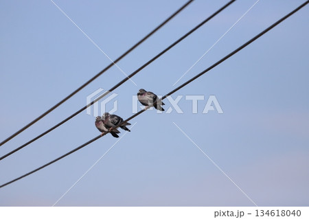 電線にとまっている鳩 電線にとまっている鳩 134618040
