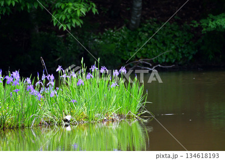 カキツバタ群生地 カキツバタ群生地 134618193