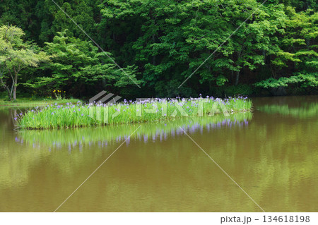カキツバタ群生地 カキツバタ群生地 134618198