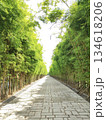 Bright bamboo forest path with stone pavement, peaceful landscape 134618206