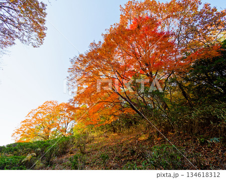 冬空とコナラの紅葉 冬空とコナラの紅葉 134618312