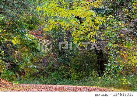 クスノキ科アオモジの黄葉と花芽 134618313