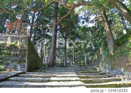 飫肥城 旧本丸跡の飫肥杉（宮崎県日南市） 134618385