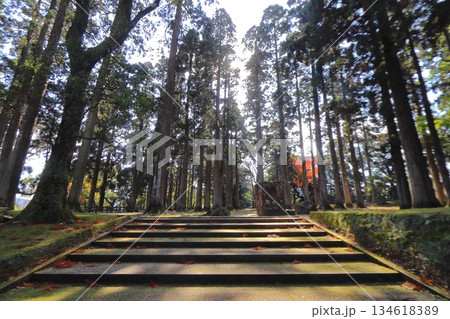 飫肥城 旧本丸跡の飫肥杉(宮崎県日南市) 飫肥城 旧本丸跡の飫肥杉(宮崎県日南市) 134618389