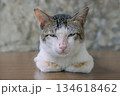 座ってうとうと寝ている猫 134618462