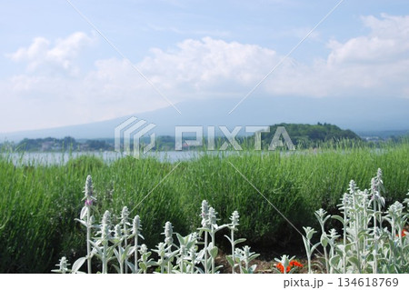 河口湖から姿なき「富士山」 134618769