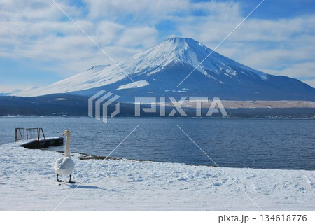 山中湖、白鳥と富士山 134618776
