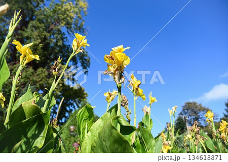 Yellow canna indica flowers blooming in a garden bed under clear blue sky. Tropical ornamental plant with tall stems and green leaves in summer sunlight Yellow canna indica flowers blooming in a garden bed under clear blue sky. Tropical ornamental plant with tall stems and green leaves in summer sunlight 134618871