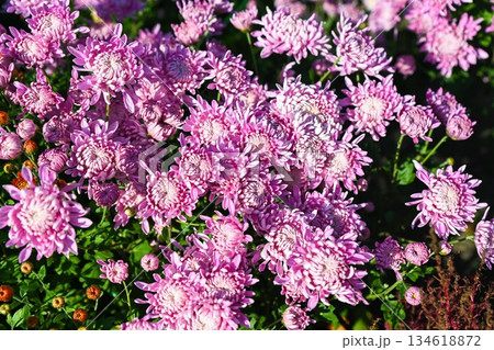 Chrysanthemum Typhoon blooms with large, double purple violet and white petals against dense green summer foliage; strong stems and lush leaves form a vivid garden scene. Chrysanthemum Typhoon blooms with large, double purple violet and white petals against dense green summer foliage; strong stems and lush leaves form a vivid garden scene. 134618872