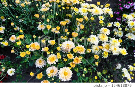 Chrysanthemum Kremovaya bush with tender yellow white blossoms in the garden. Elegant floral plant symbolizing autumn calm and beauty. Chrysanthemum Kremovaya bush with tender yellow white blossoms in the garden. Elegant floral plant symbolizing autumn calm and beauty. 134618879