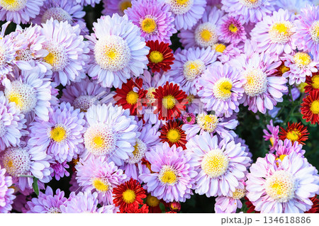 Pink anemone chrysanthemums growing mixed with red Marion Rouge chrysanthemums. Top view floral background with dense texture and vibrant contrast. Pink anemone chrysanthemums growing mixed with red Marion Rouge chrysanthemums. Top view floral background with dense texture and vibrant contrast. 134618886