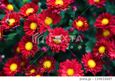 A hoverfly sits on a red chrysanthemum Marion Rouge collecting nectar, surrounded by vivid blossoms with yellow centers and soft green blurred background. A hoverfly sits on a red chrysanthemum Marion Rouge collecting nectar, surrounded by vivid blossoms with yellow centers and soft green blurred background. 134618887