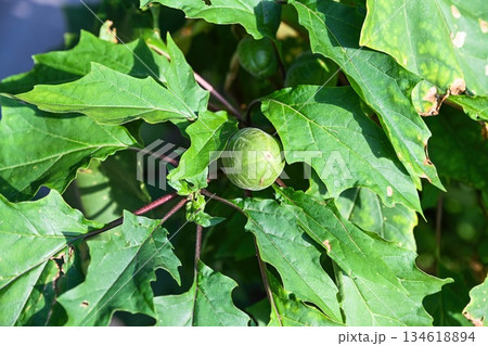 Green immature fruits of Datura stramonium var. inermis on branched stems, detailed view of toxic wild plant foliage in summer nature 134618894