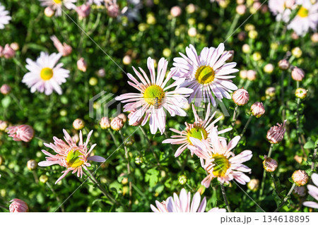 Sea Foam chrysanthemum with pale pink petals and green centers blooming in a garden. Small insect on flower adds natural pollination detail. Sea Foam chrysanthemum with pale pink petals and green centers blooming in a garden. Small insect on flower adds natural pollination detail. 134618895