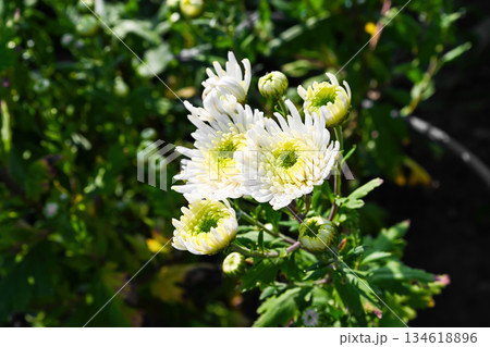White lime chrysanthemum with fresh green center blooming in a sunny garden. Delicate petals and unopened buds surrounded by lush foliage. 134618896