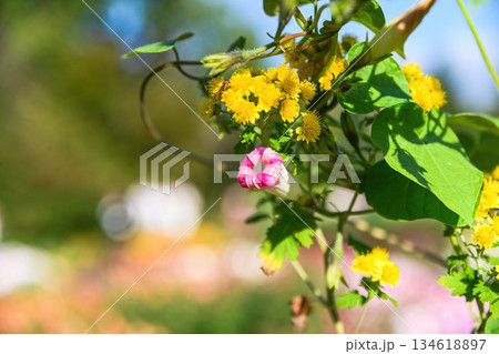 Pink and white morning glory bud entwined with small yellow wildflowers on green vine, natural garden scene with soft bokeh and sunlight Pink and white morning glory bud entwined with small yellow wildflowers on green vine, natural garden scene with soft bokeh and sunlight 134618897