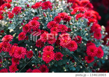 Red chrysanthemum Gnomik blooming in a dense garden bush with many small flowers and buds. Ornamental autumn plant with rich red color. 134618903