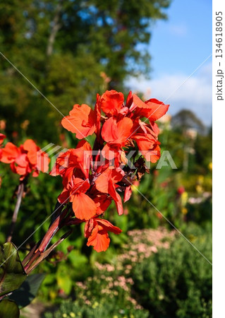 Red canna lily Oiseau de Feu blooming outdoors with tall stems Red canna lily Oiseau de Feu blooming outdoors with tall stems 134618905