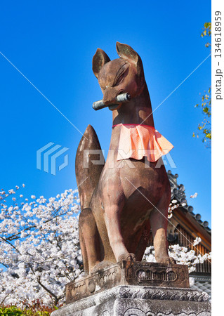 京都　伏見稲荷大社　美しい桜と狛きつね（京都府京都市伏見区） 134618959