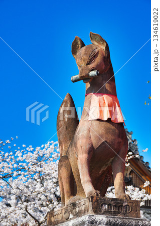京都　伏見稲荷大社　美しい桜と狛きつね（京都府京都市伏見区） 134619022